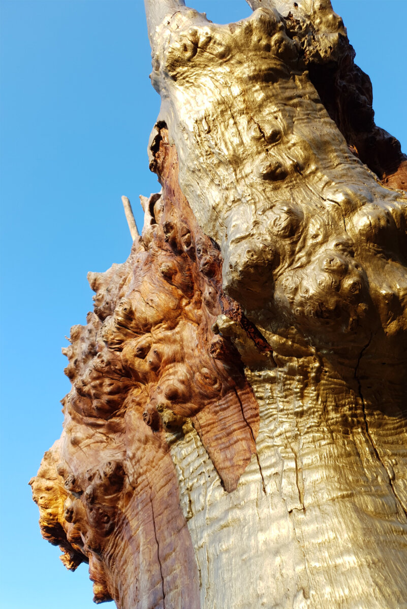 Tree of life &#8211; Sculpture &#8211; Chaumont sur Loire - Soline Portmann